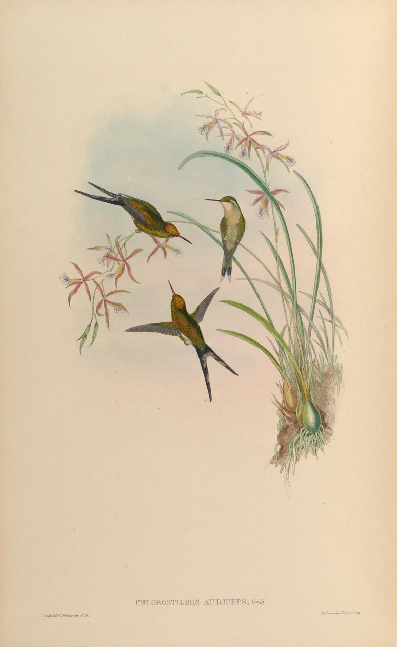 Chlorostilbon auriceps = Chlorostilbon auriceps af John Gould
