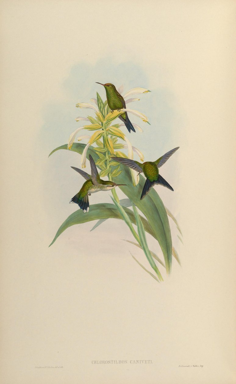 Chlorostilbon canivetii af John Gould