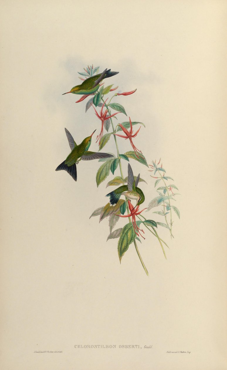 Chlorostilbon osberti = Chlorostilbon canivettii osberti af John Gould