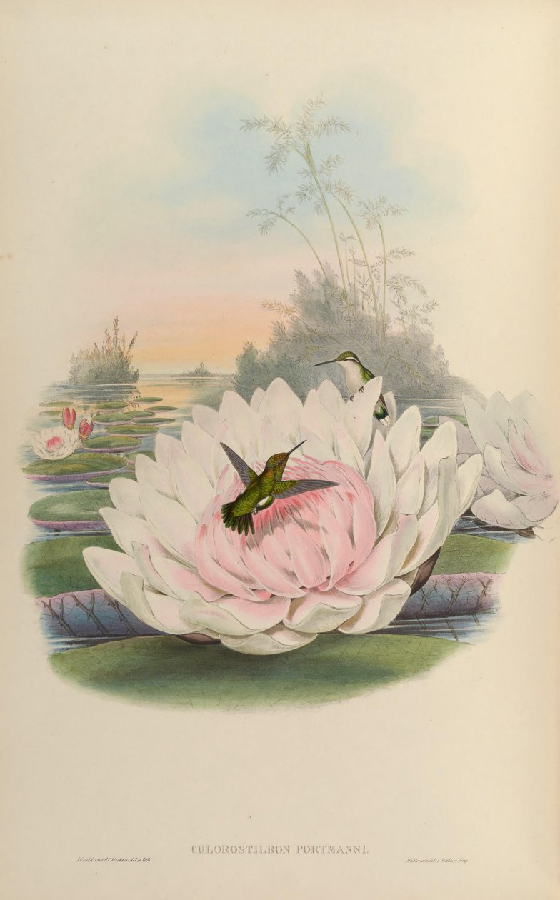 Chlorostilbon poortmani af John Gould