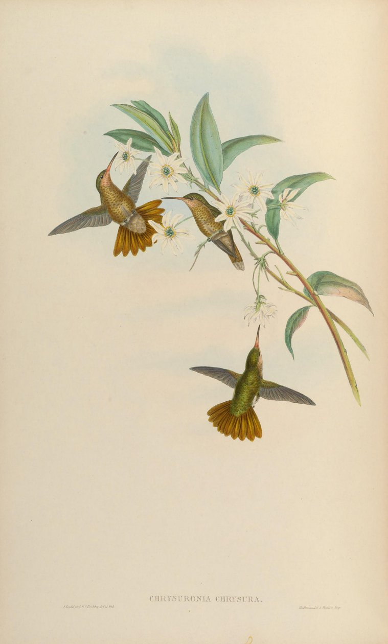 Chrysuronia chrysura = Hylocharis chrysura af John Gould
