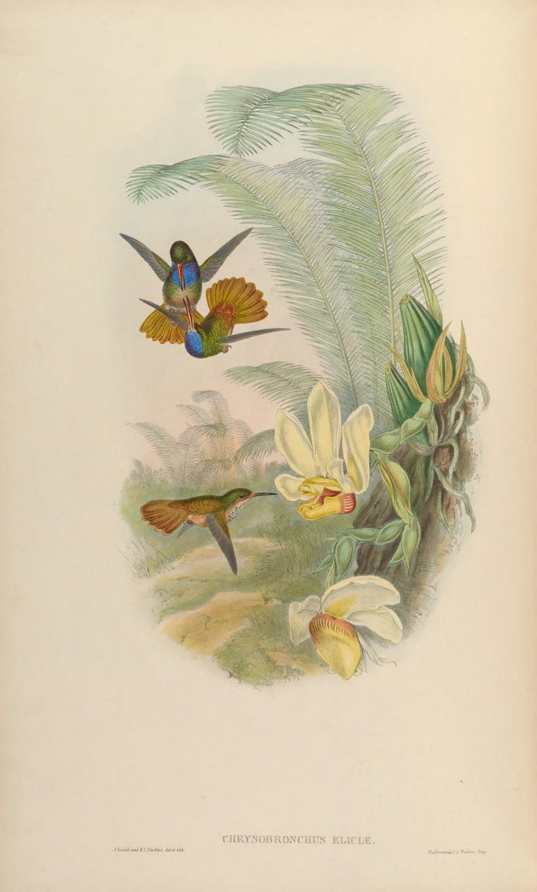 Chrysuronia elicitae = Hylocharis elicitae af John Gould