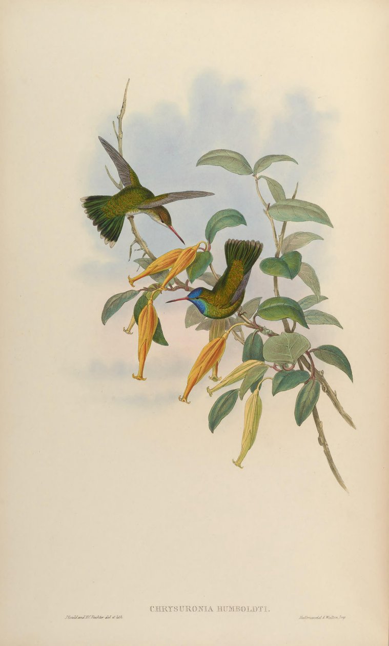 Chrysuronia humboldti = Hylocharis humboldti af John Gould