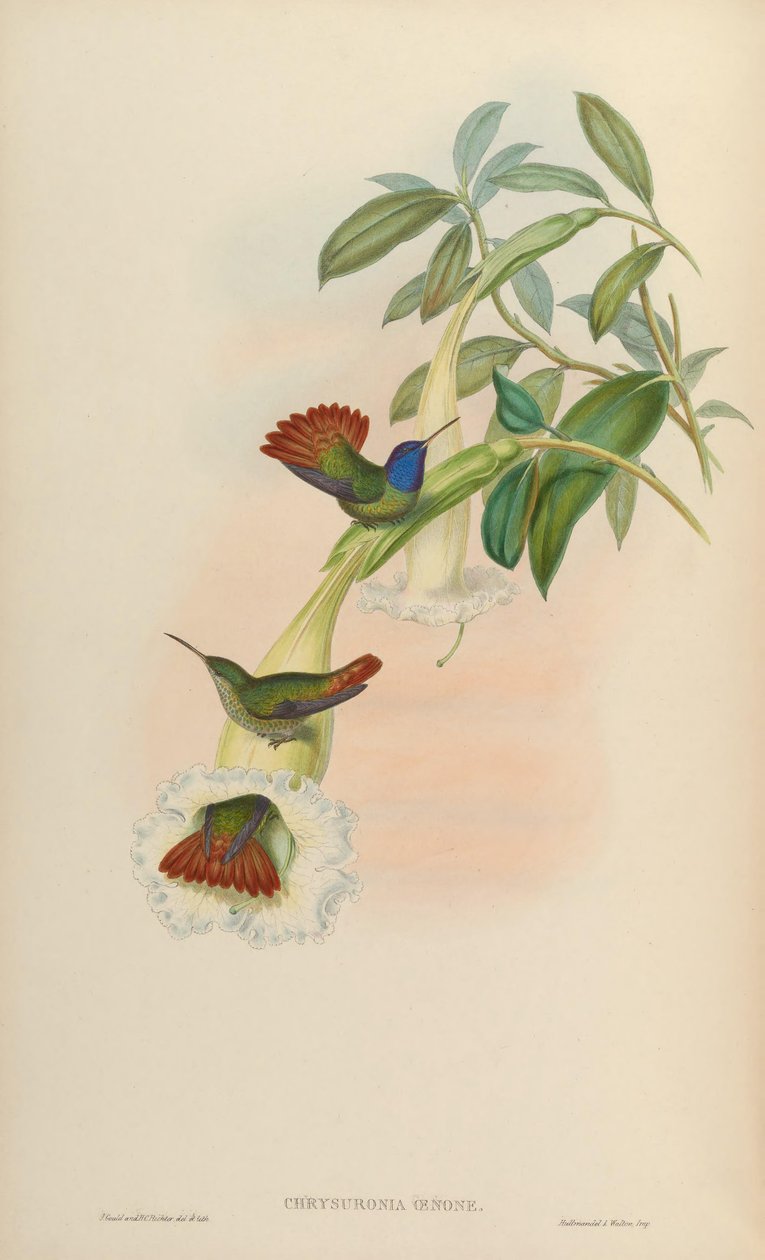 Chrysuronia oenone af John Gould