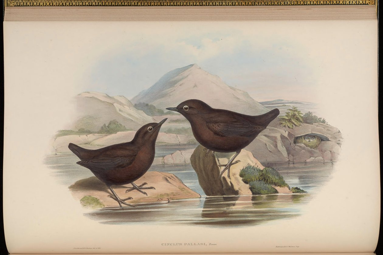 Cinclus pallasii af John Gould