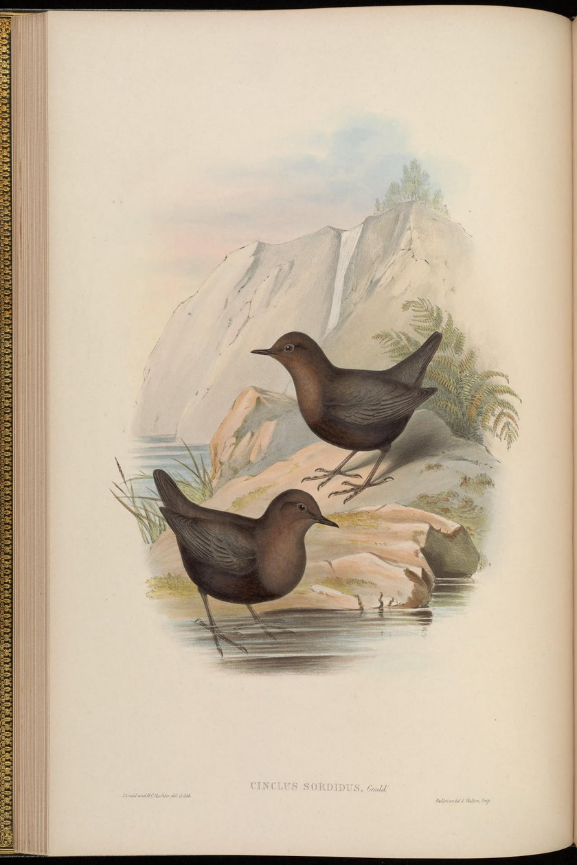 Cinclus sordidus = mørk morph af Cinclus cinclus cashmeriensis ref af John Gould