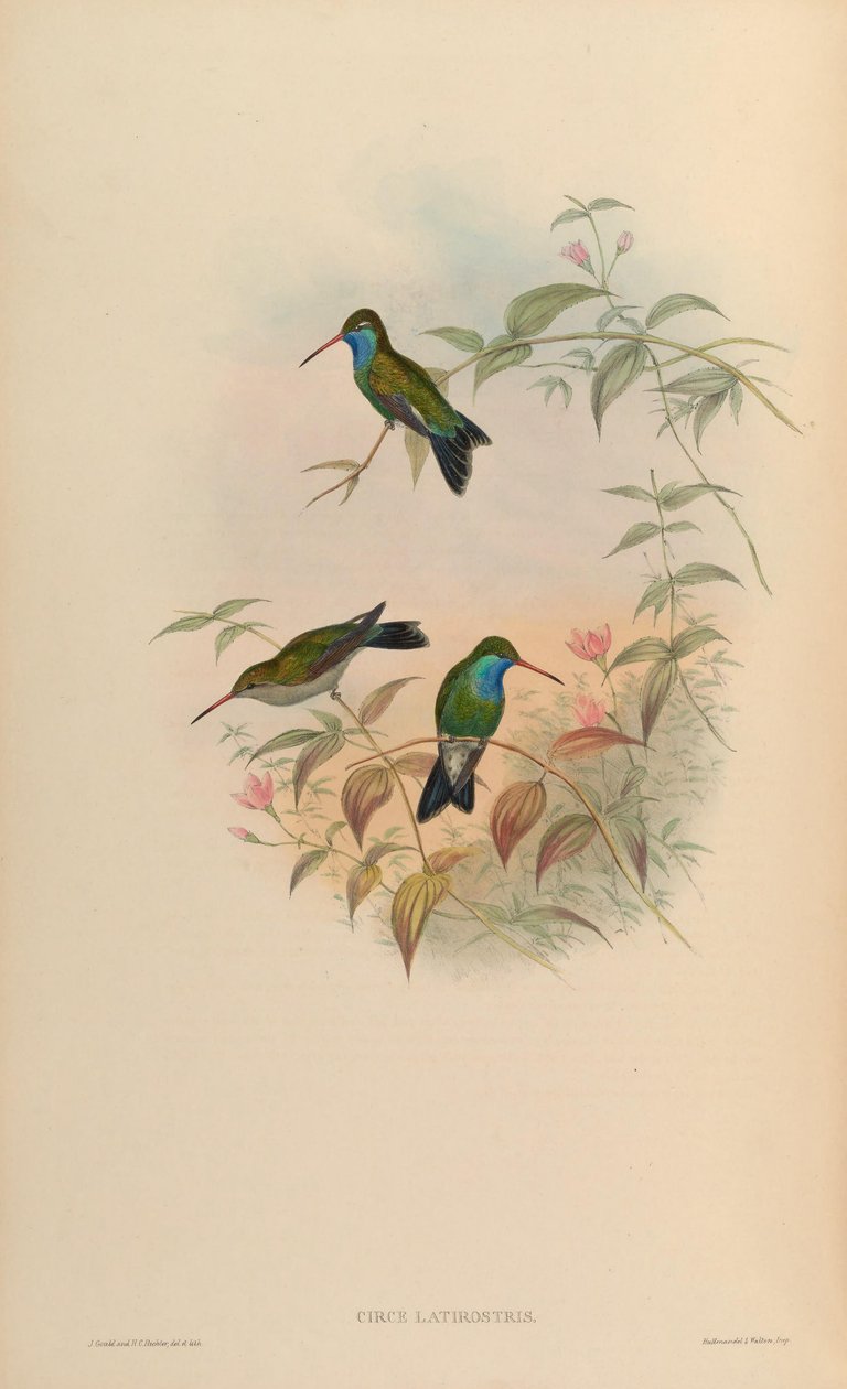 Circe latirostris = Cynanthus latirostris af John Gould