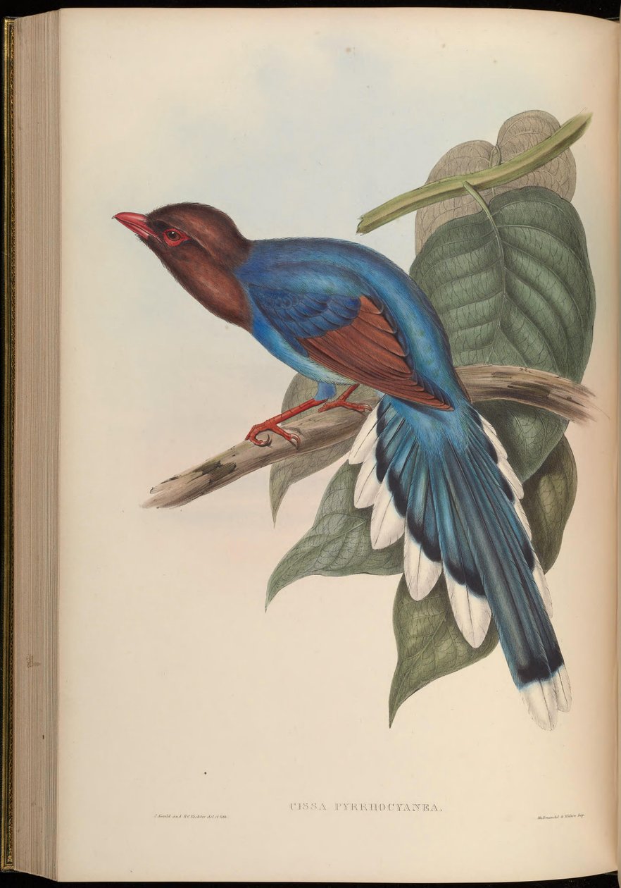 Cissa pyrrhocyanea = Urocissa ornata af John Gould