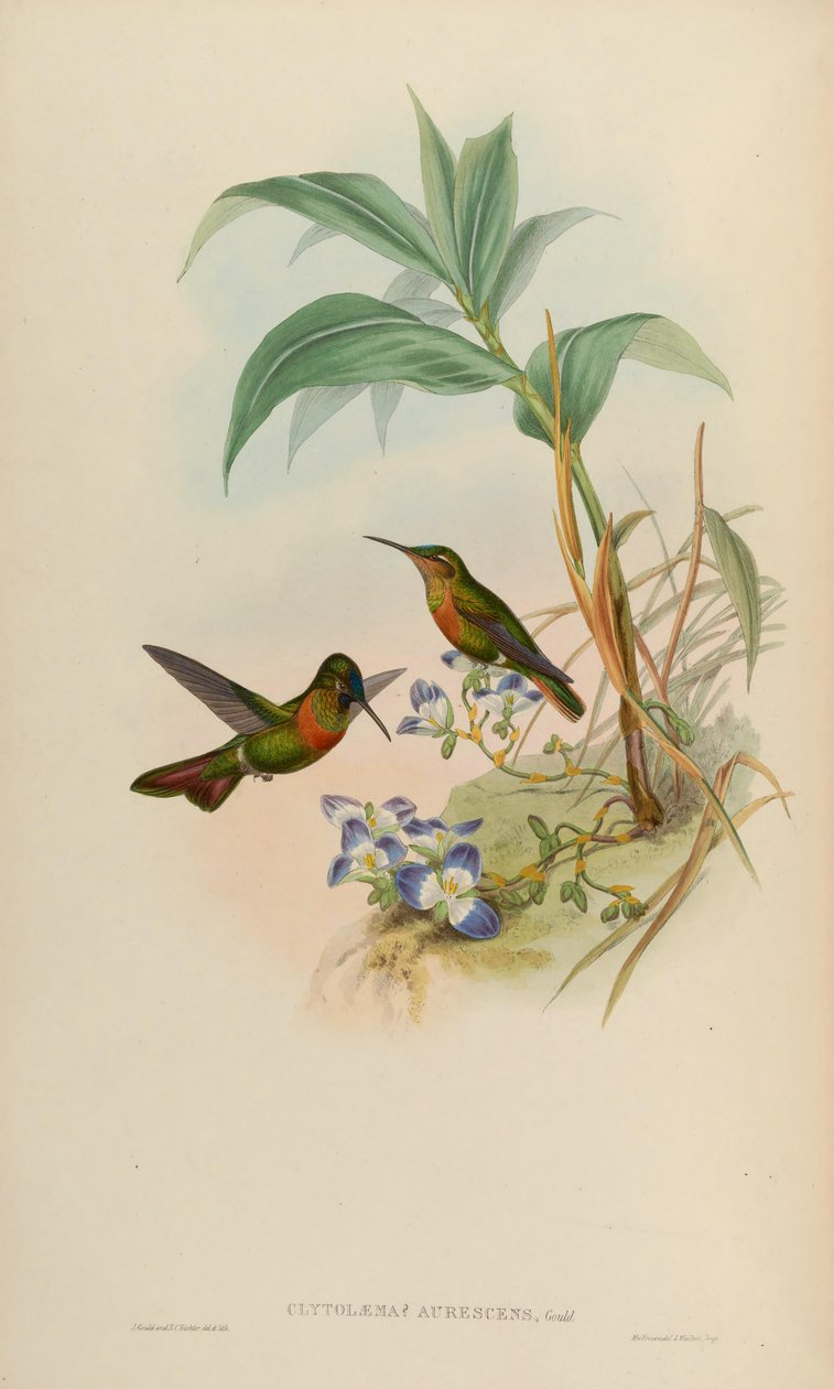 Clytolaema aurescens = Polyplancta aurescens af John Gould