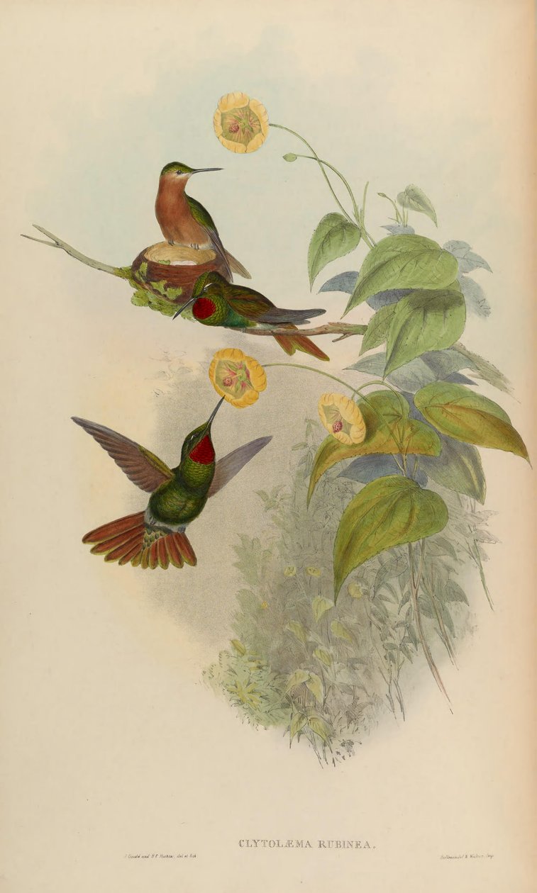 Clytolaema rubinea = Clytolaema rubinea af John Gould