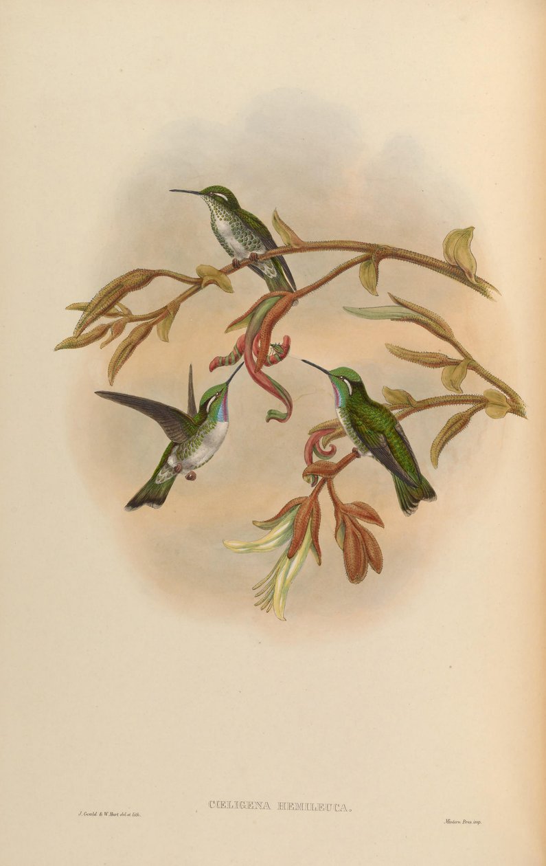Coeligena hemileuca = Lampornis hemileucus af John Gould