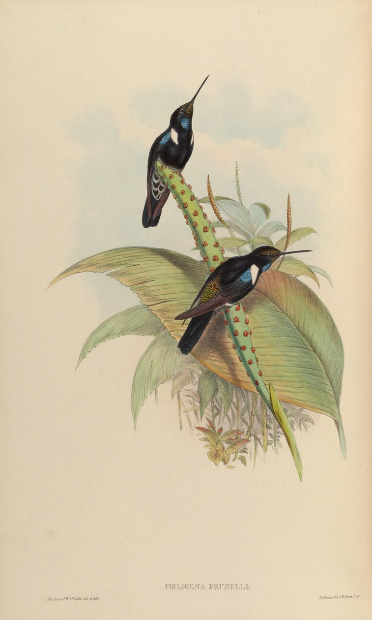 Coeligena prunellei af John Gould