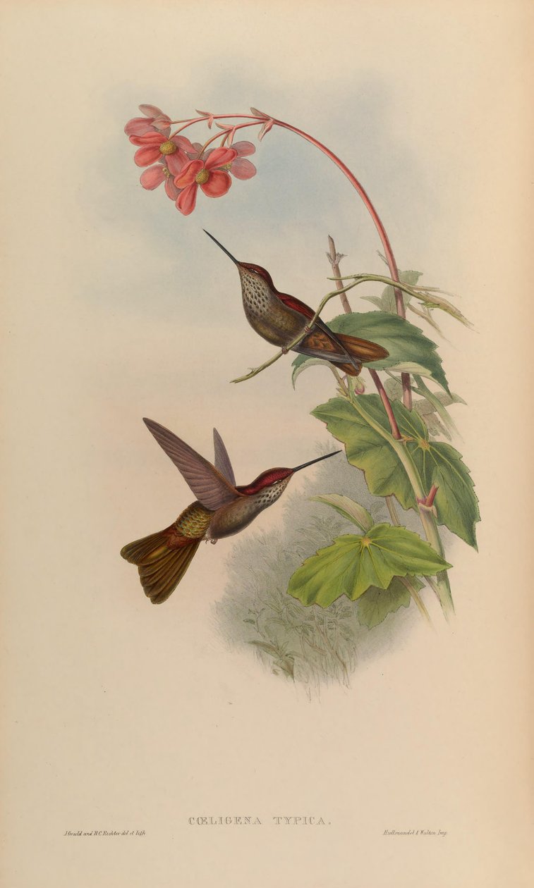 Coeligena typica = Coeligena coeligena af John Gould