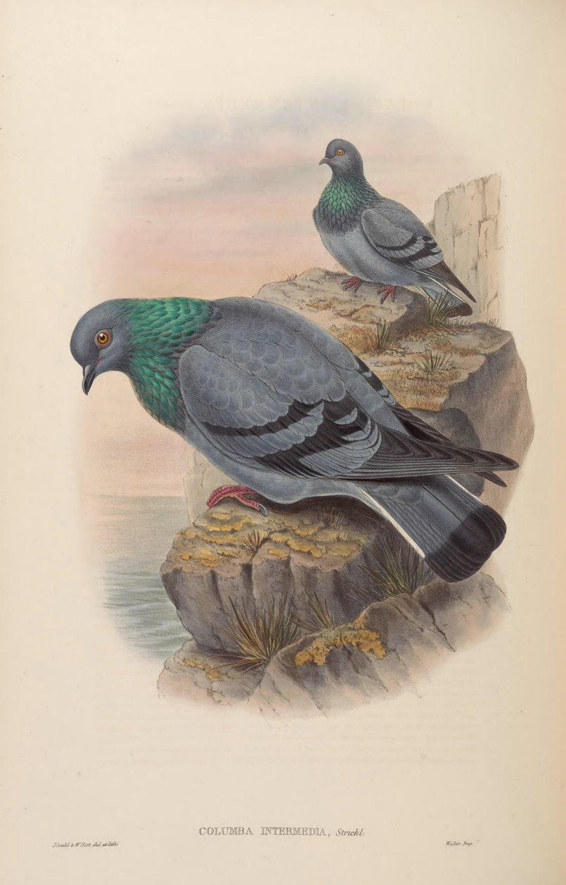 Columba intermedia = Columba livia intermedia af John Gould