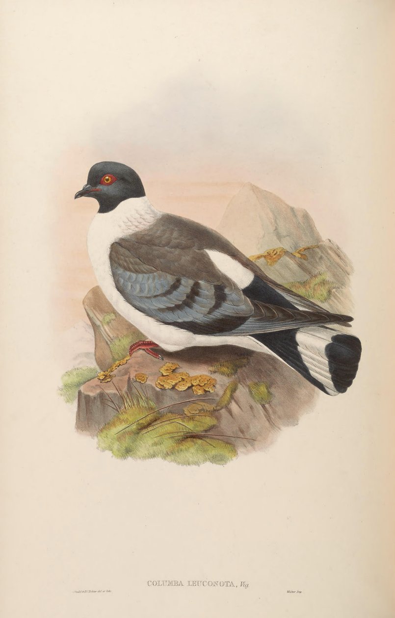 Columba leuconota af John Gould