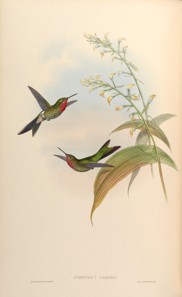 Comet caroli = Polyonomus caroli af John Gould