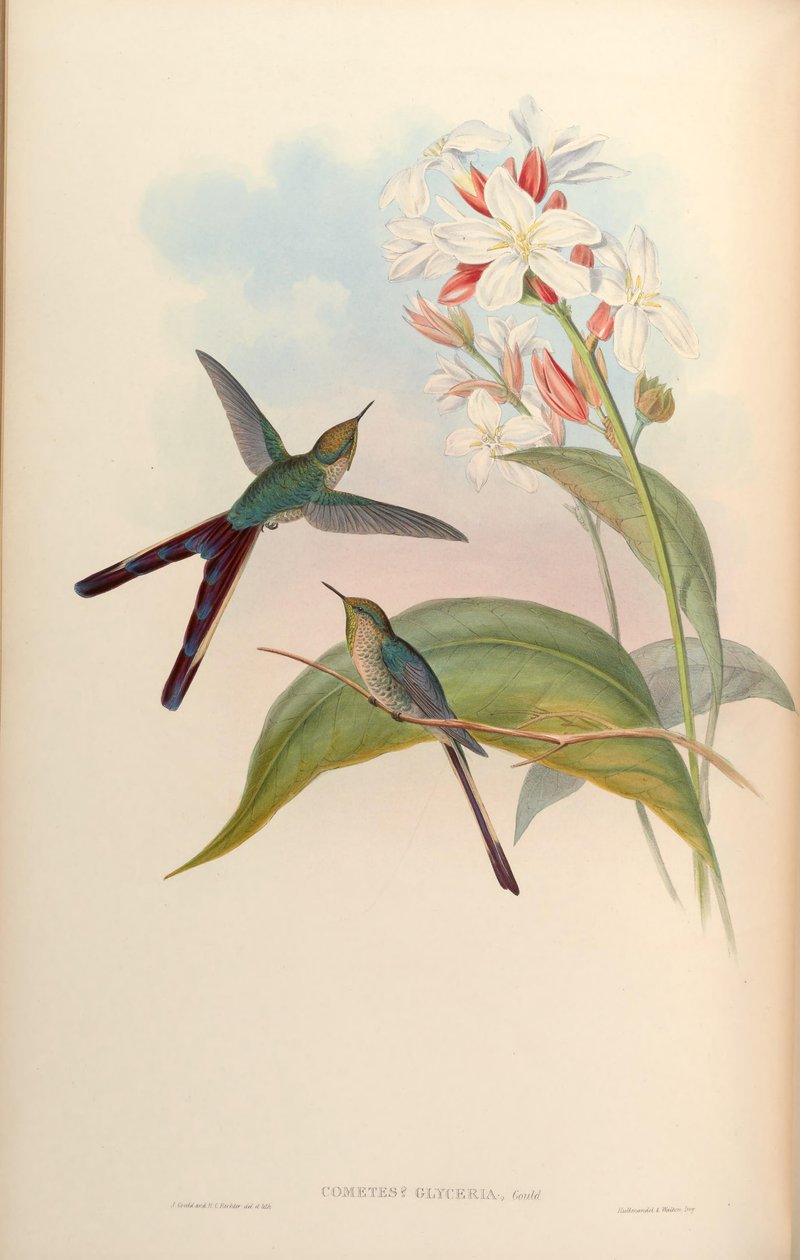 Glyceria komet = Lesbia of sejr x Ramphomicron microrhynchus af John Gould