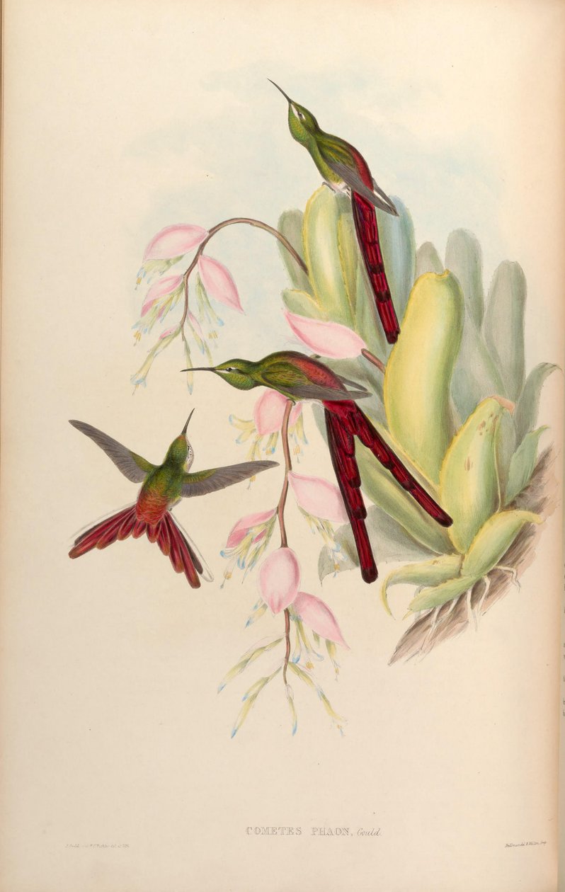 Kometer phaon = Sappho sparganura af John Gould