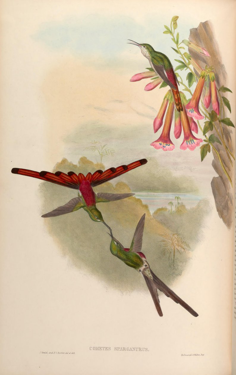 Cometes sparganurus = Sappho sparganura af John Gould