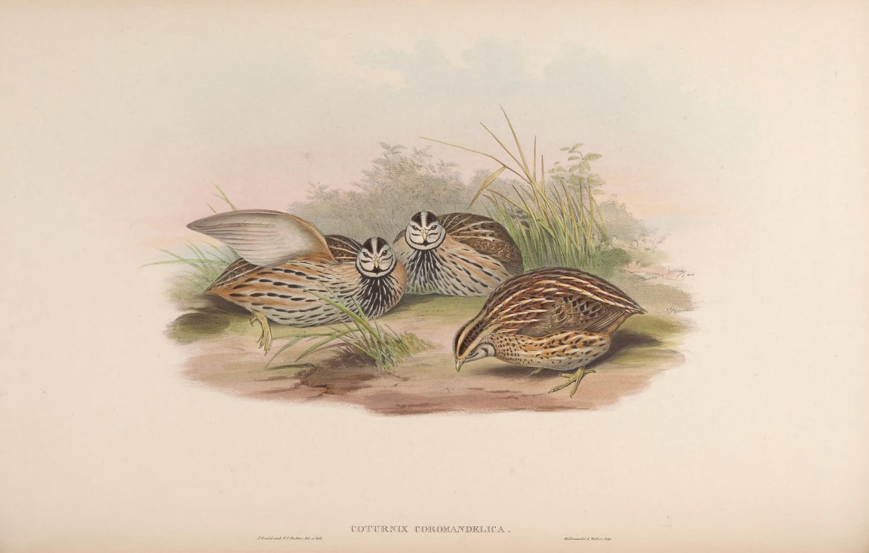 Coturnix coromandelica af John Gould