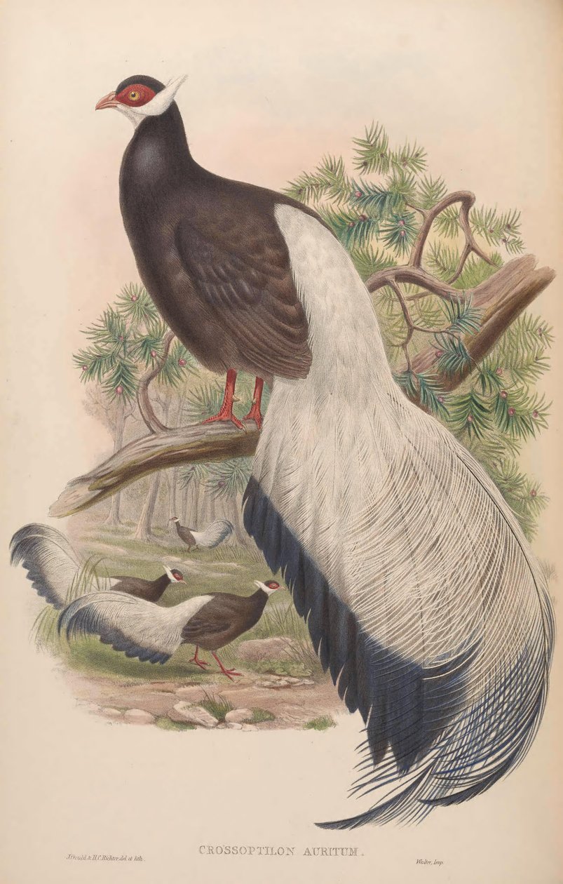 Crossoptilon auritum af John Gould
