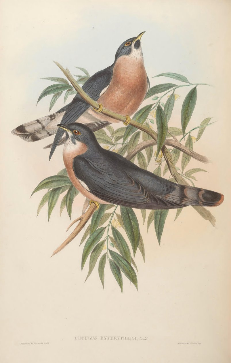 Cuculus hyperythrus = Hierococcyx hyperythrus af John Gould