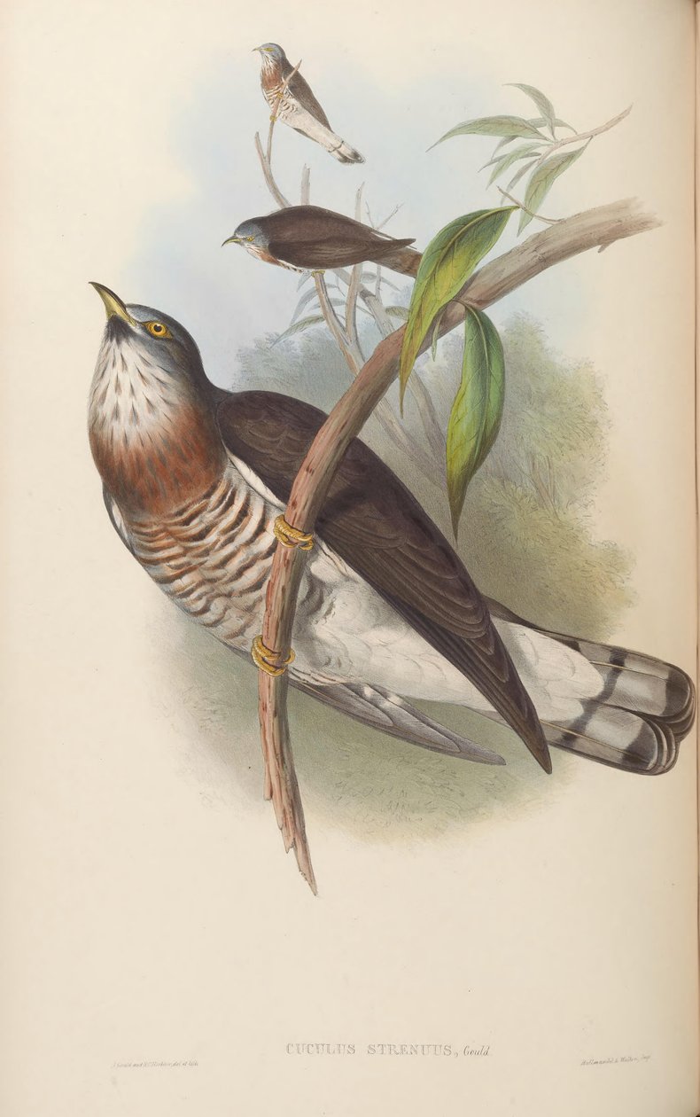 Cuculus vigorous = Hierococcyx sparverioides af John Gould