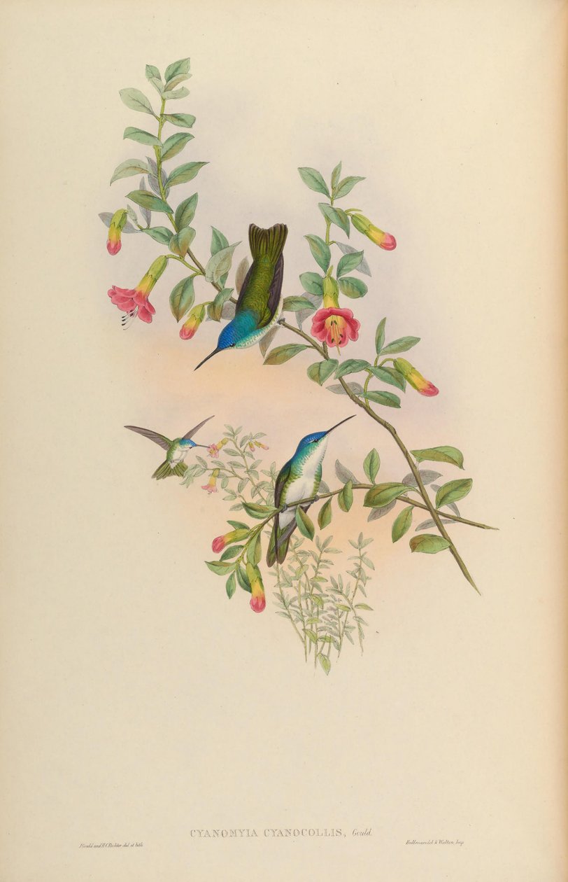 Cyanomyia cyanicollis = Amazilia franciae cyanicollis af John Gould