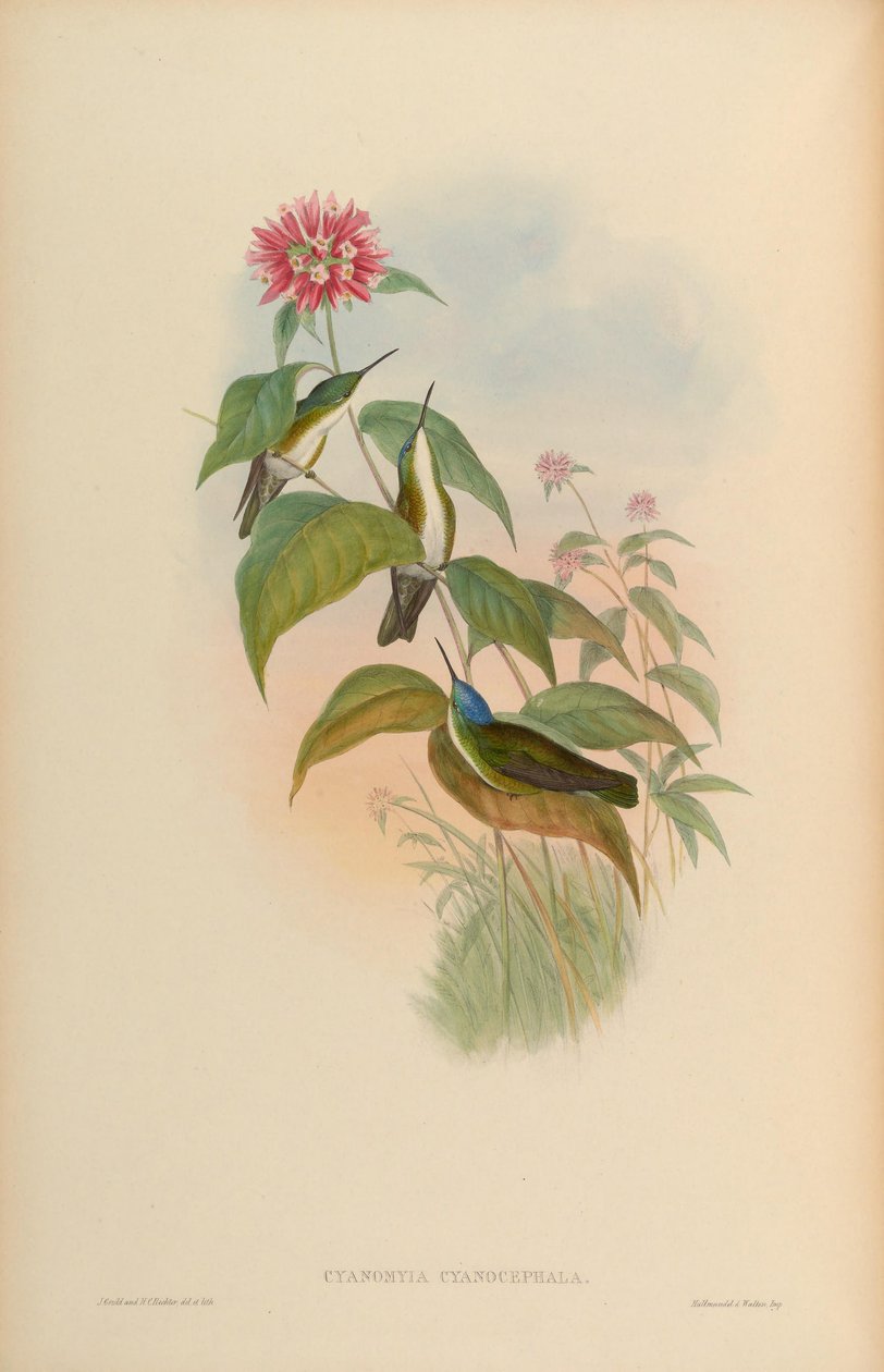 Cyanomyia cyanocephala = Amazilia cyanocephala af John Gould
