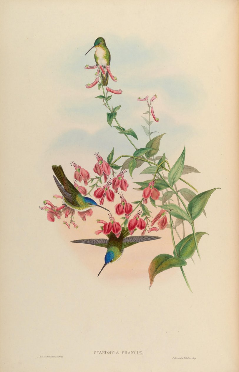 Cyanomyia franciae = Amazilia franciae af John Gould