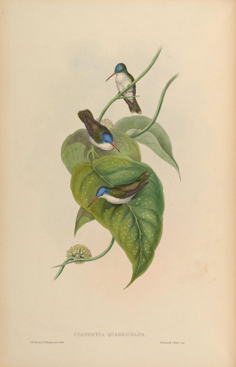Cyanomyia quadricolor = Amazilia violiceps af John Gould