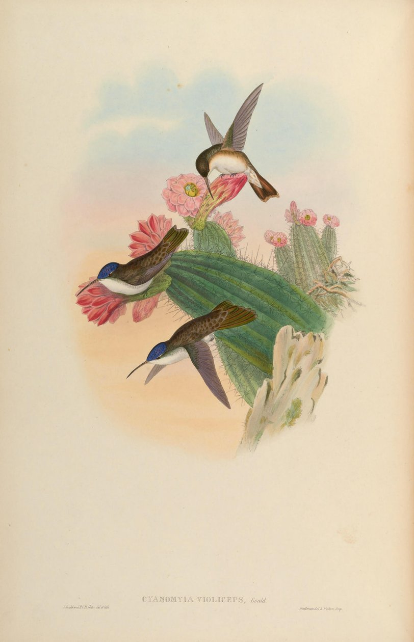 Cyanomyia violiceps = Amazilia violiceps af John Gould