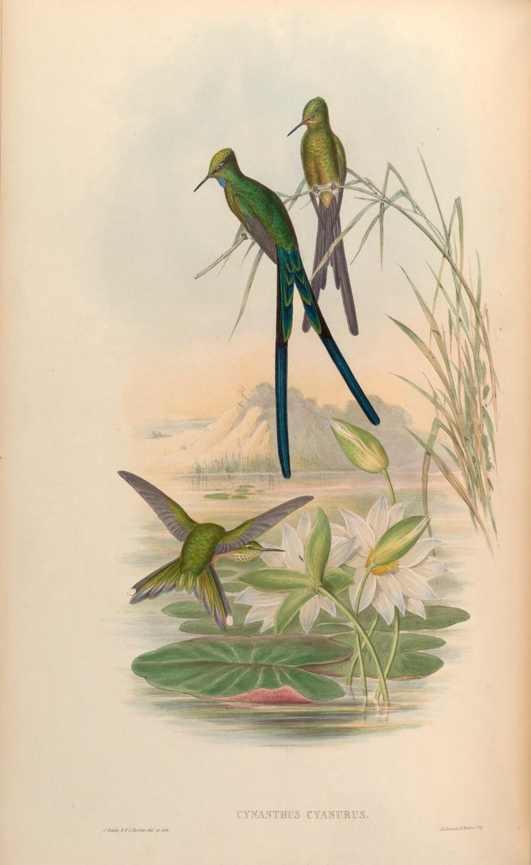 Cynanthus cyanurus = Aglaiocercus kingi af John Gould