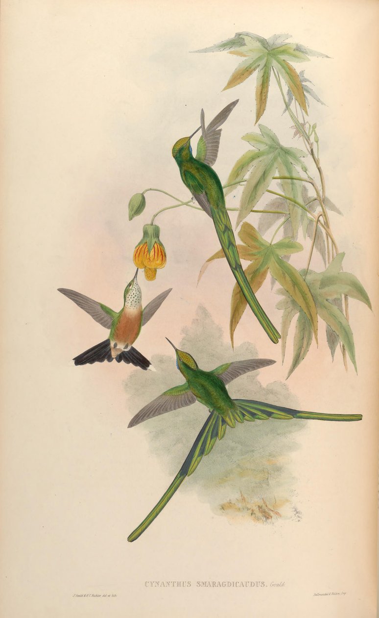 Synanthys smaragd = Smaragd smaragd konge af John Gould