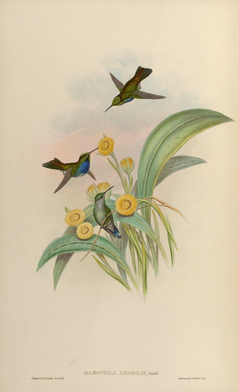 Damophila amabilis = Amazilia amabilis af John Gould