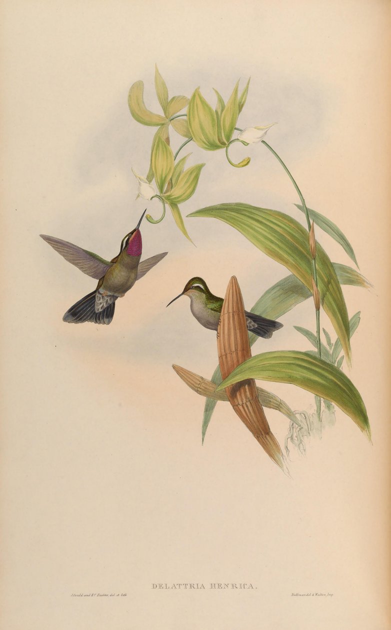 Delattria henrici = Lampornis amethystinus af John Gould