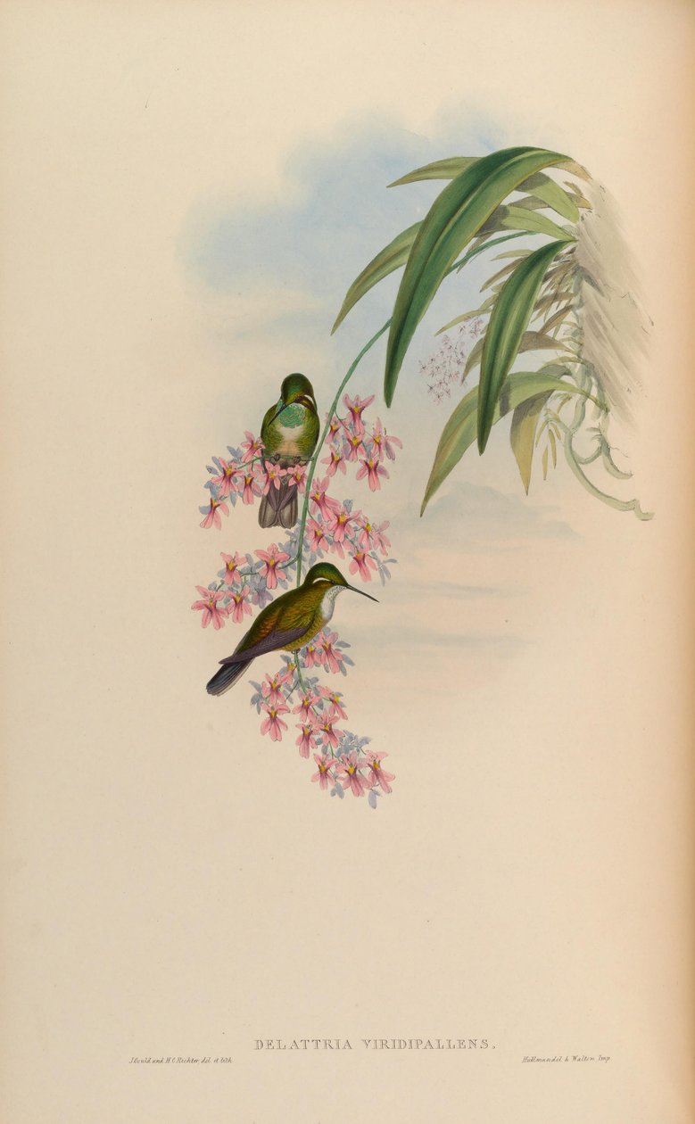 Delattria viridispallens = Lampornis af John Gould