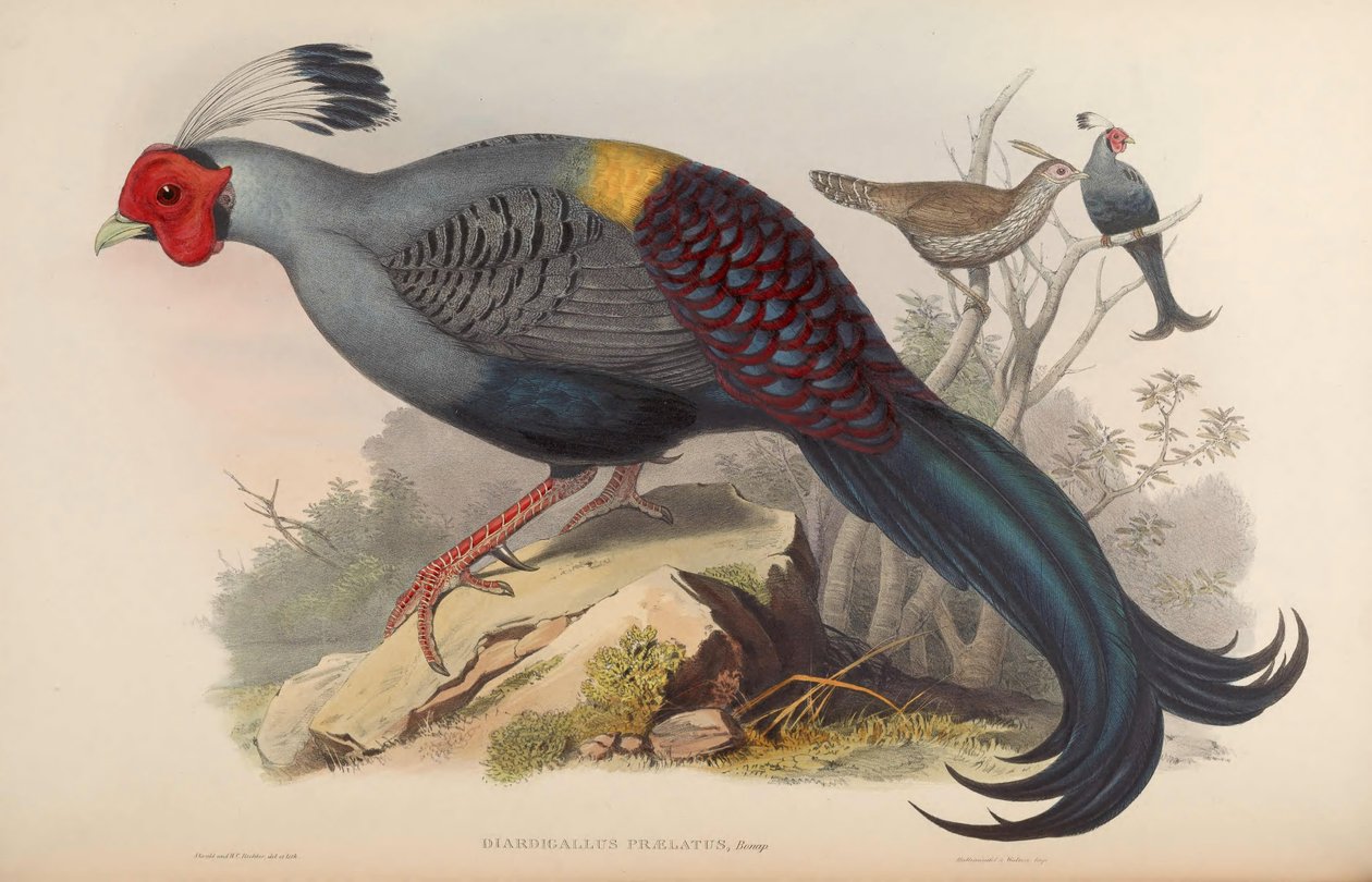Diardigallus praelatus = Lophura diardi[2] af John Gould