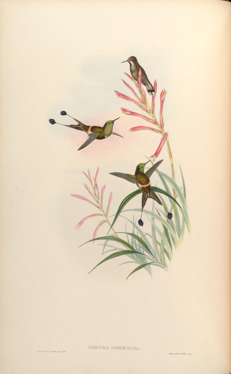 Discura longicauda = Discosura longicauda af John Gould