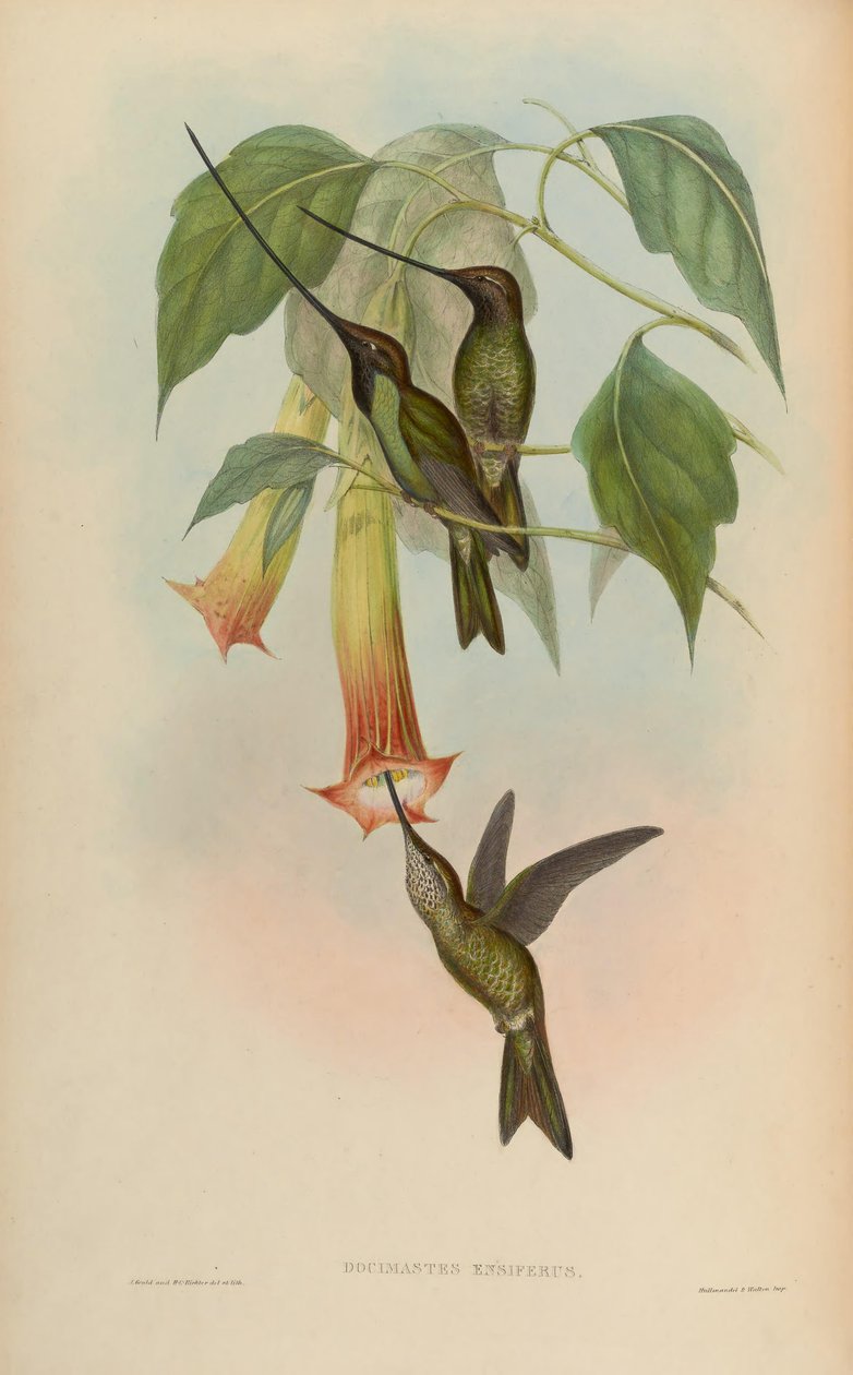 Docimastes ensiferus = Ensifera ensifera af John Gould