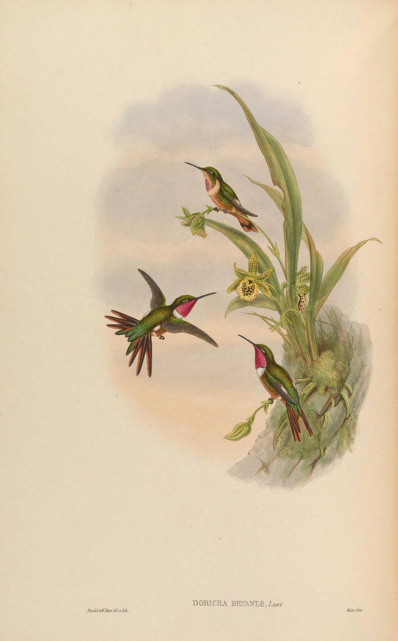 Doricha bryantae = Calliphlox bryantae af John Gould
