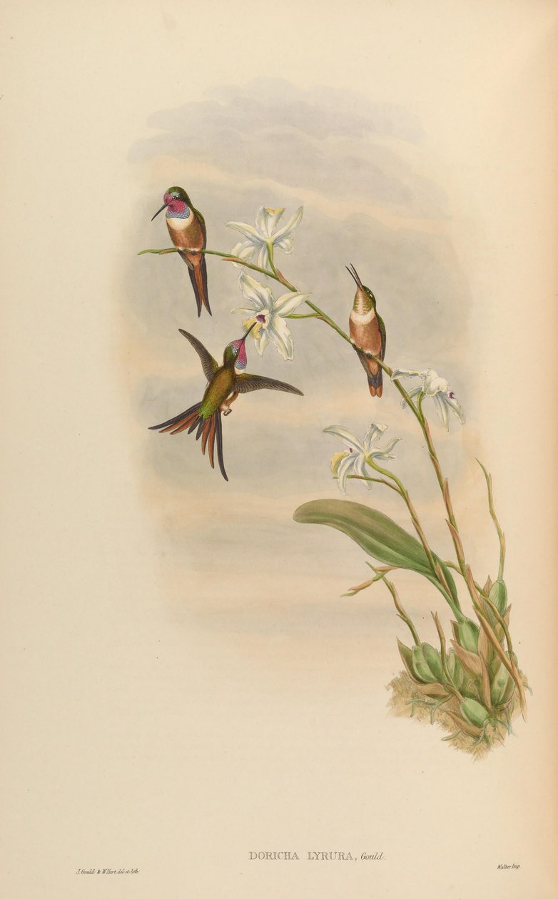 Doricha lyrura = Calliphlox evelynae af John Gould