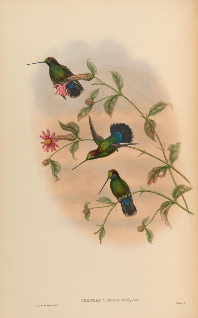 Dorifera veraguensis = Doryfera ludovicae veraguensis af John Gould