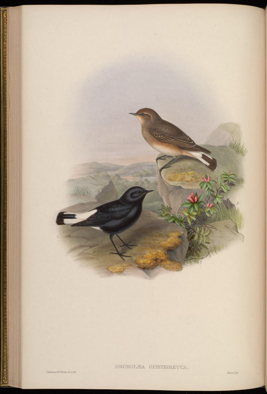 Bageste hvide løbere = Oenanthe pikata baghvide af John Gould