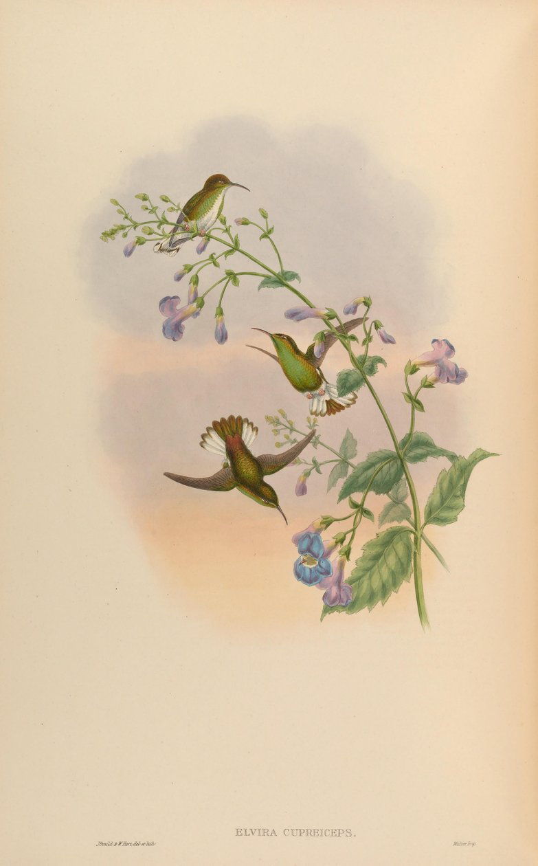 Elvira cupreiceps af John Gould
