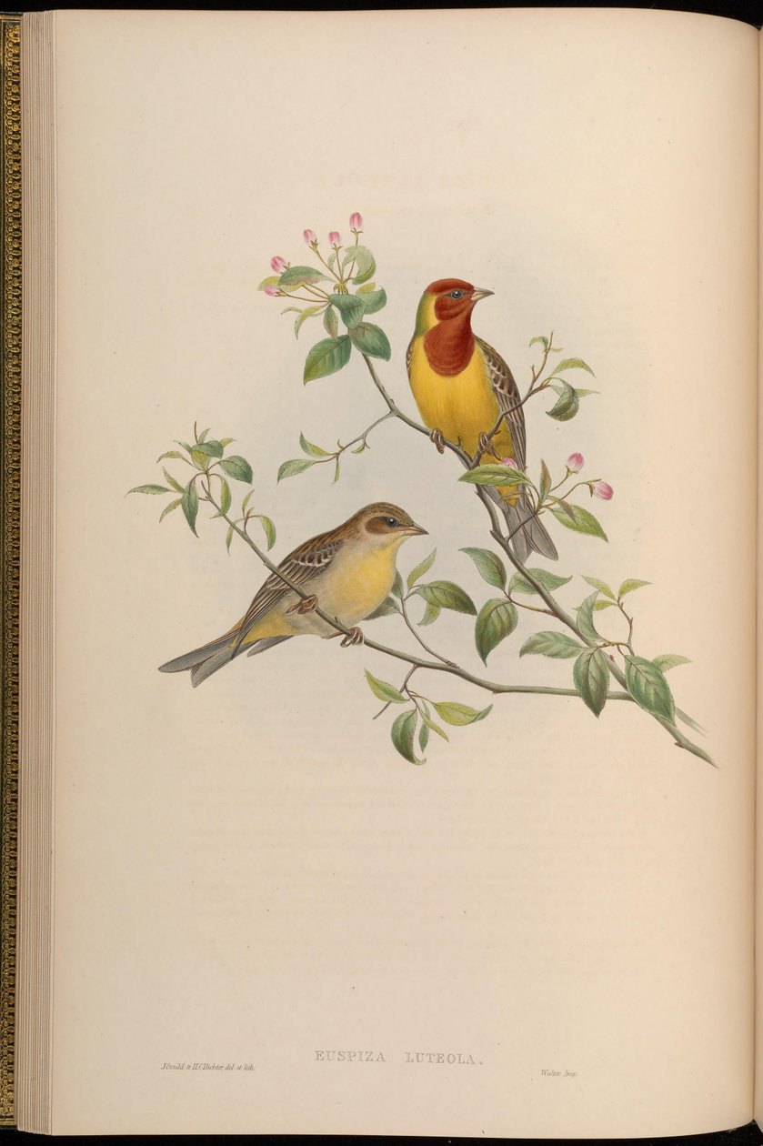 Emberiza luteola = Emberiza brunniceps af John Gould