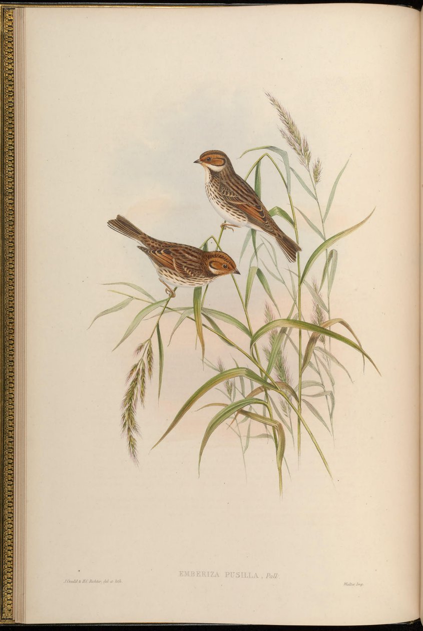 Emberiza pusilla af John Gould