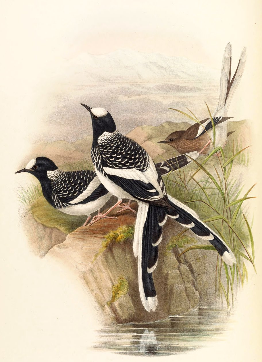 Enicurus maculatus af John Gould