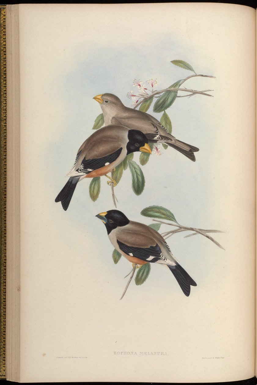 Eophona melanura = Eophona migratoria af John Gould