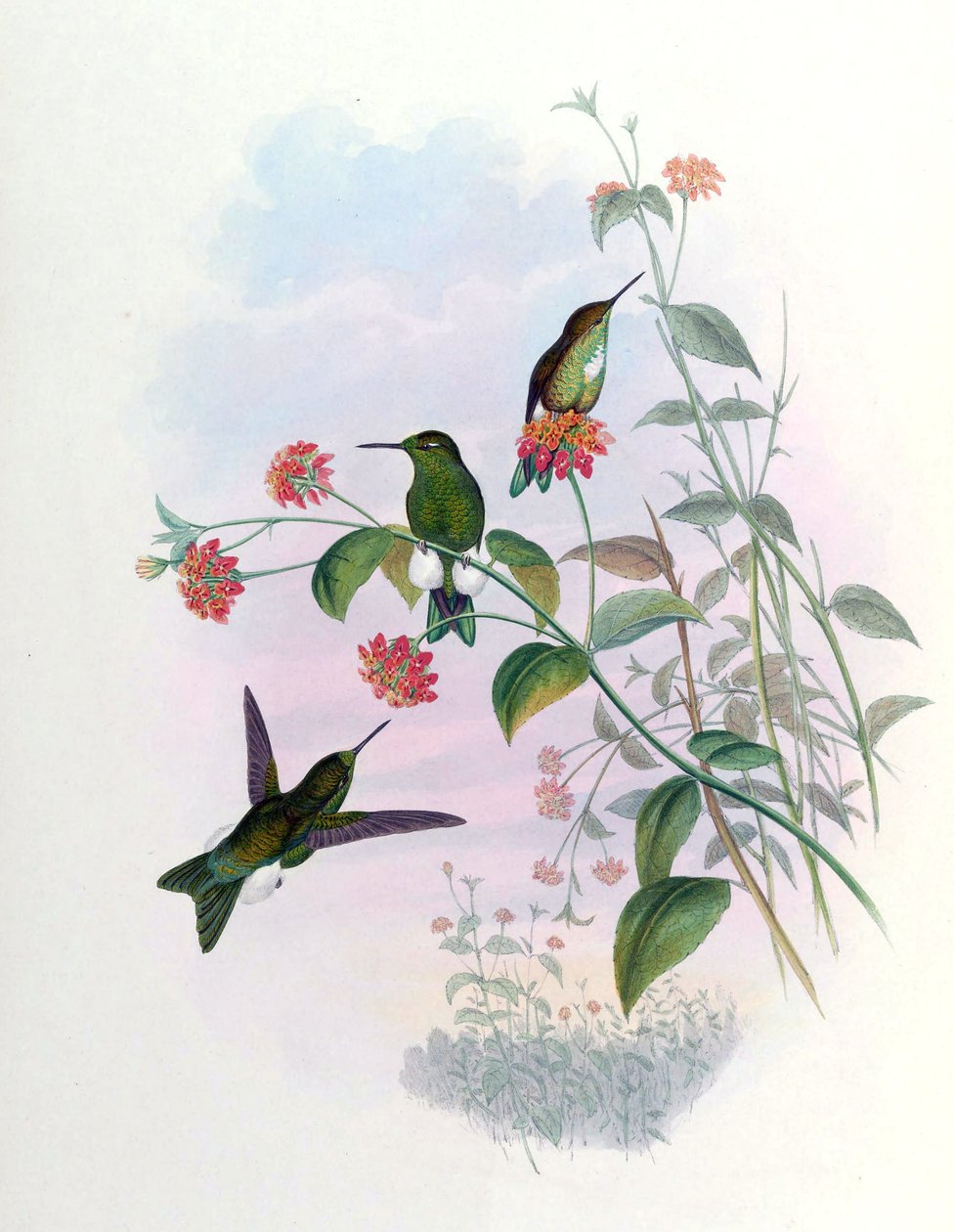 Eriocnemis aline = Syn af John Gould